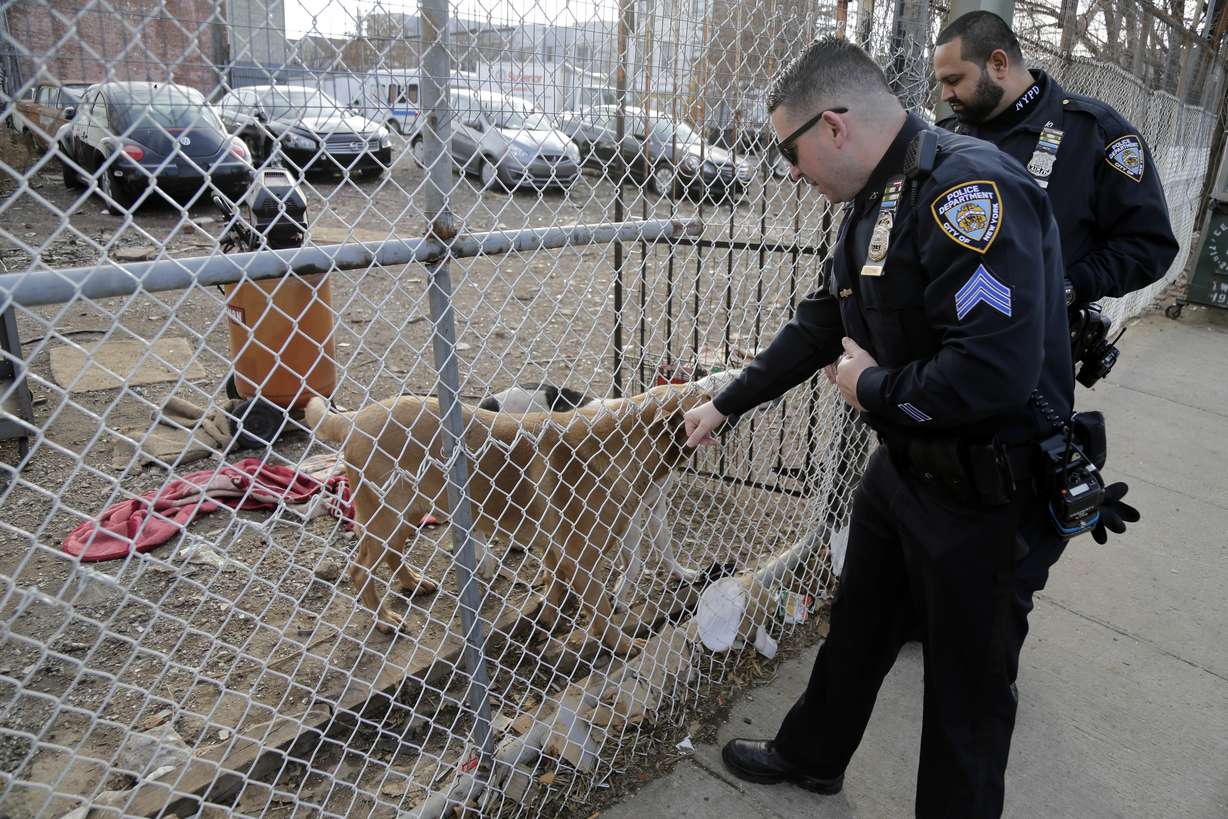 In this Tuesday, Dec. 19, 2017 photo, Sgt. Timothy Cecchini, left, and police officer Manny Sharma stop to visit with some dogs that had been previously neglected in the Brooklyn borough of New York. Photo: AP Photo