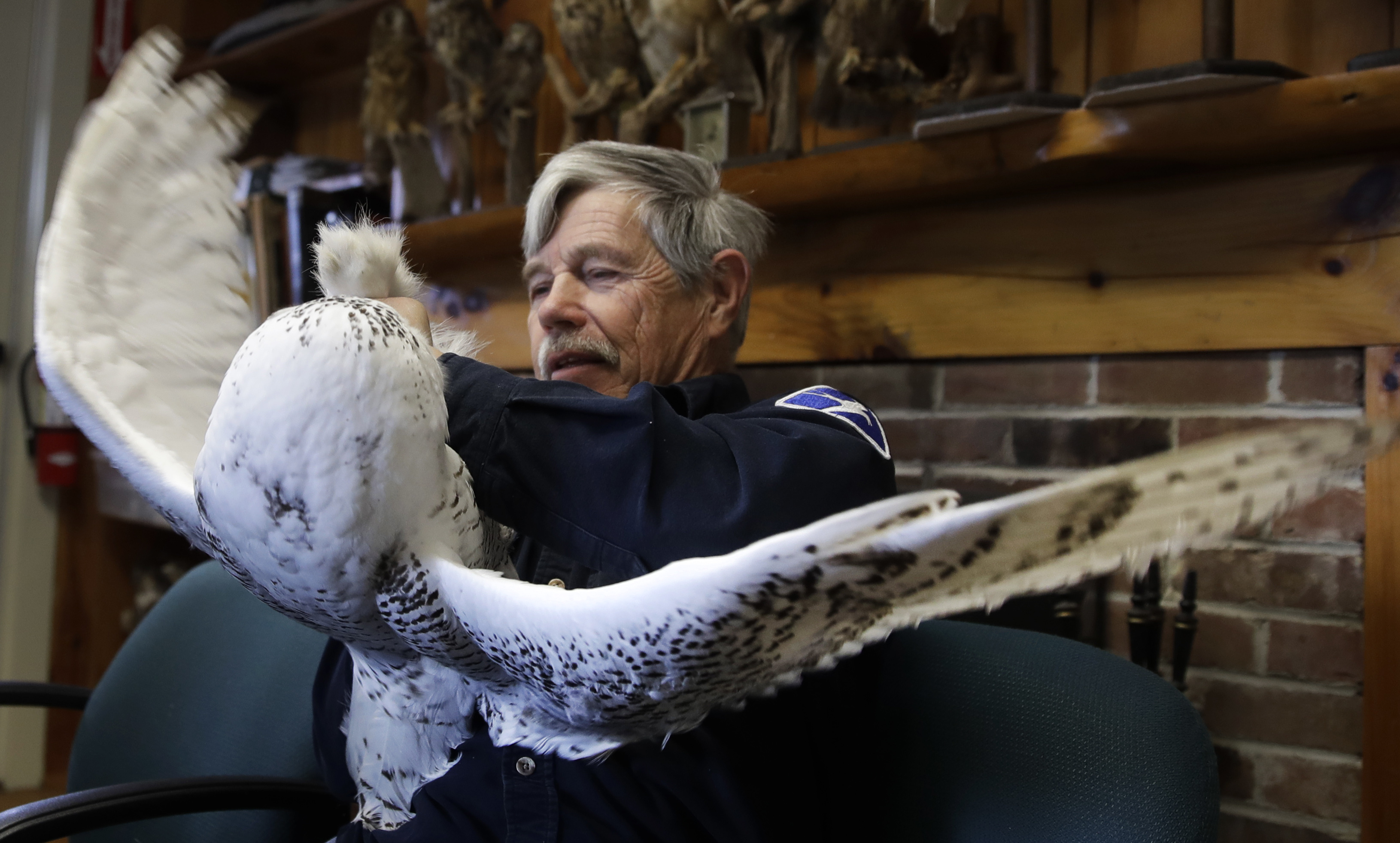 Snowy owl numbers far lower than once thought
