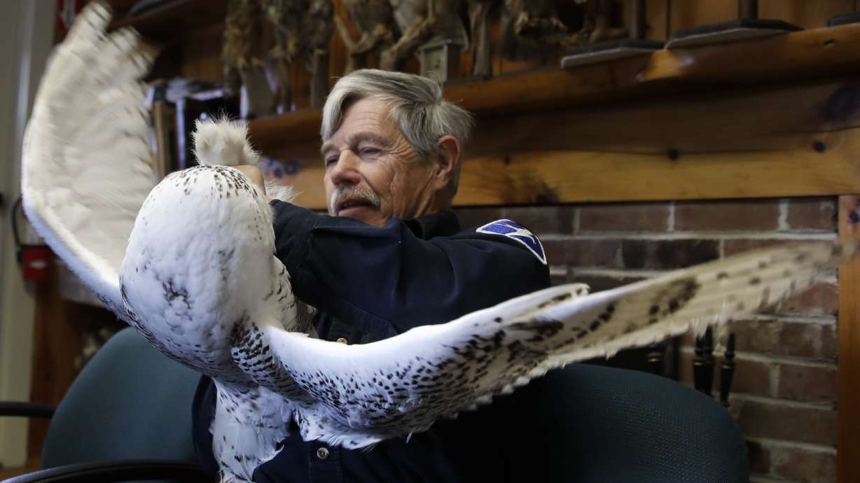 Snowy owl numbers far lower than once thought