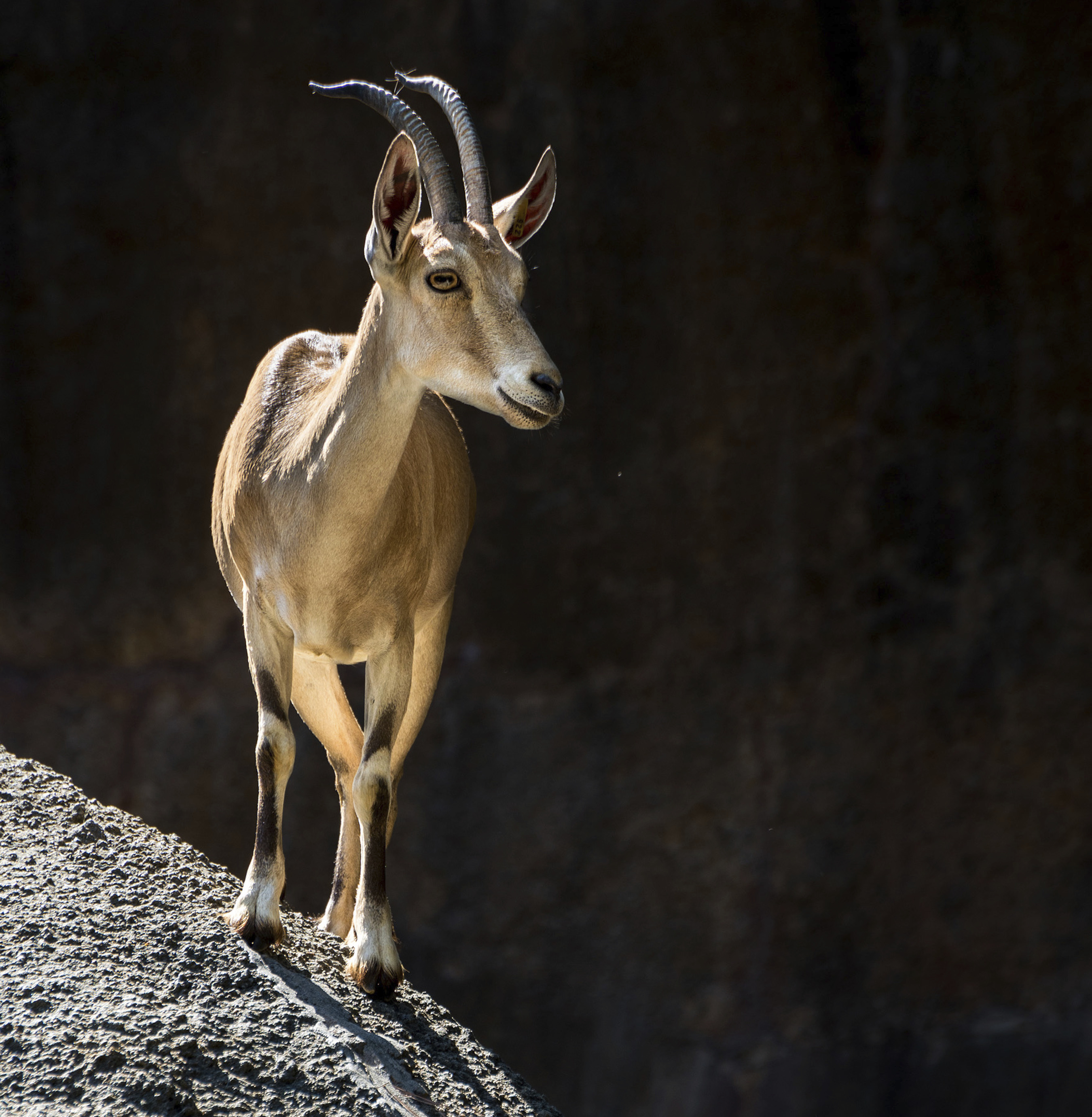 Los Angeles Zoo euthanizes herd of threatened goats