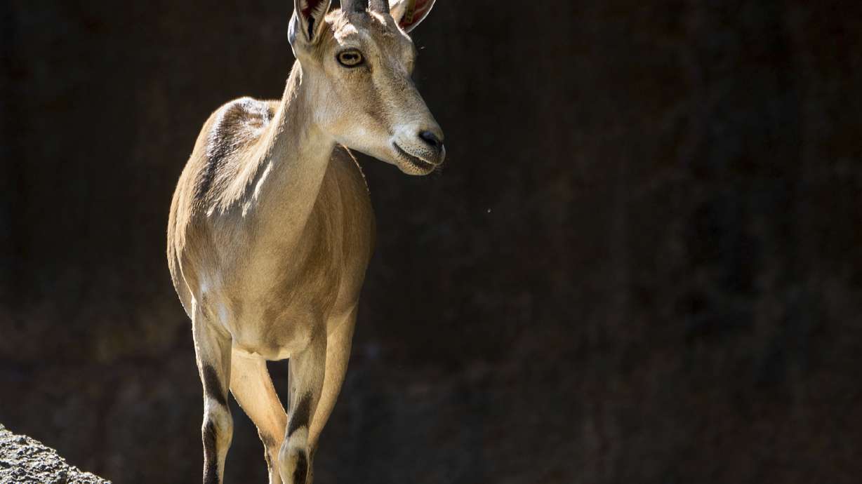 Los Angeles Zoo euthanizes herd of threatened goats