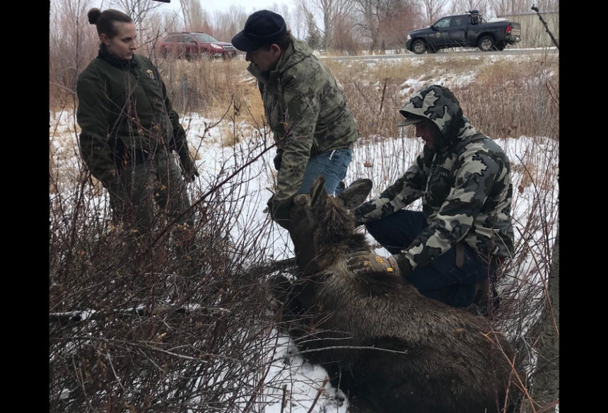Idaho Fish & Game searching for person who used moose as target practice