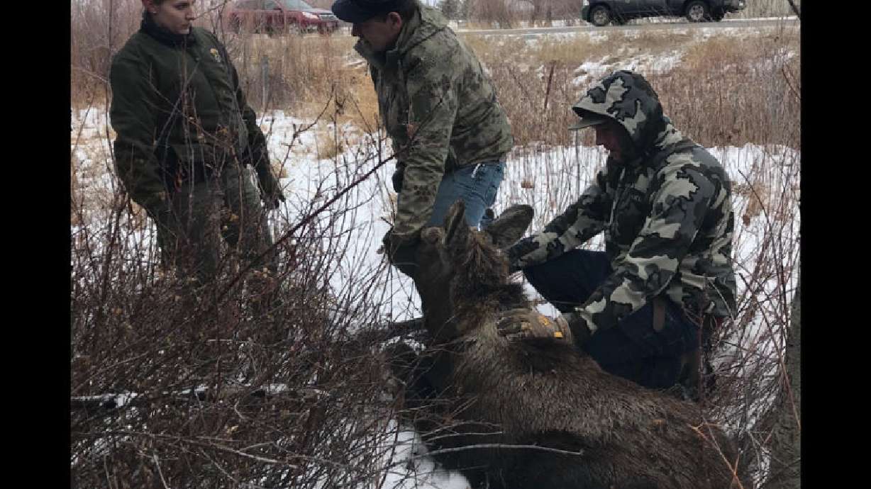 Idaho Fish & Game searching for person who used moose as target practice