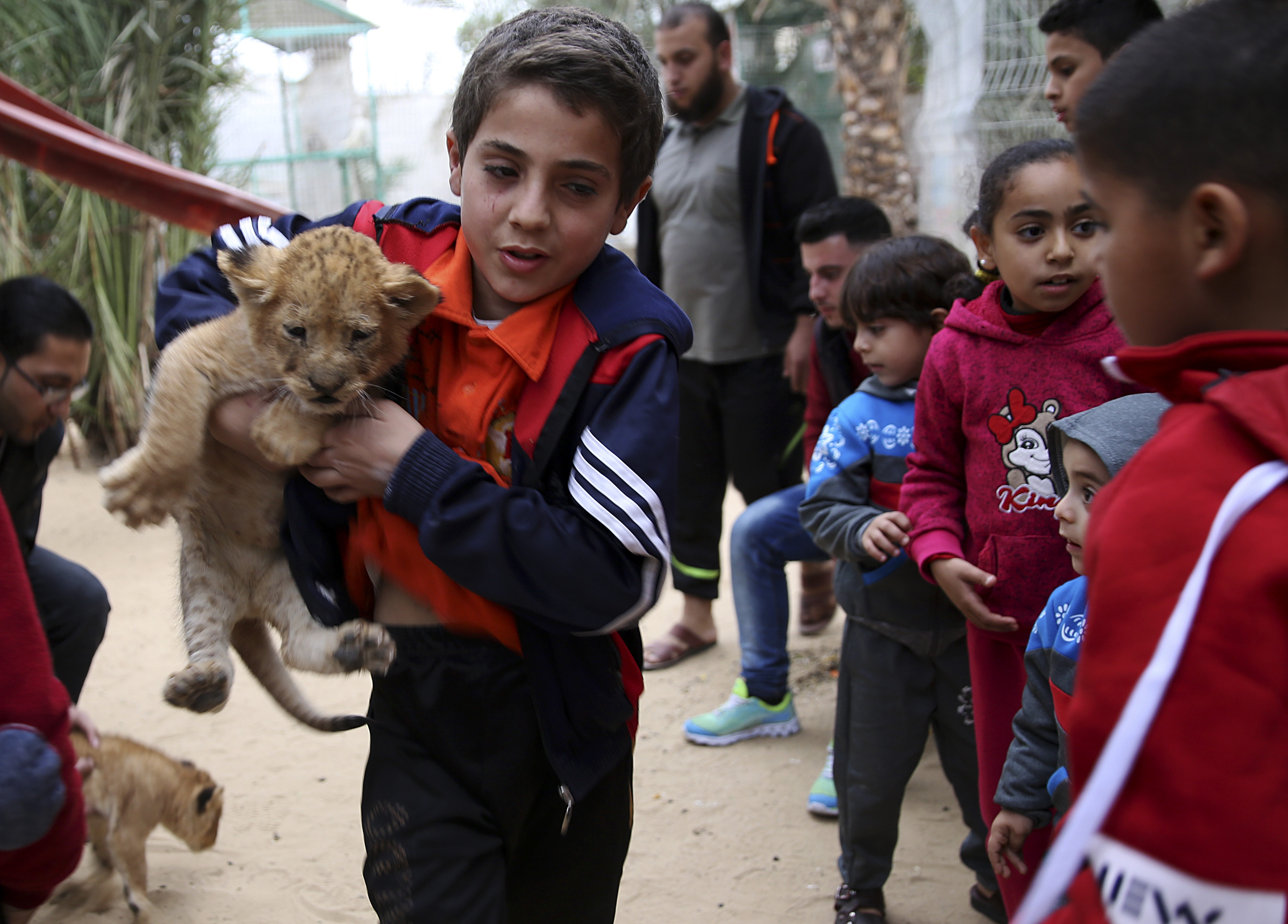 Gaza zoo tries to sell lion cubs fearing cost of care