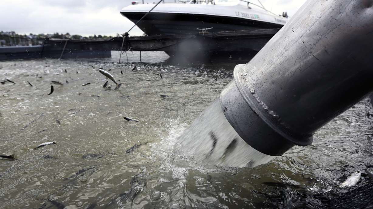 California salmon lose way after ride downstream in drought