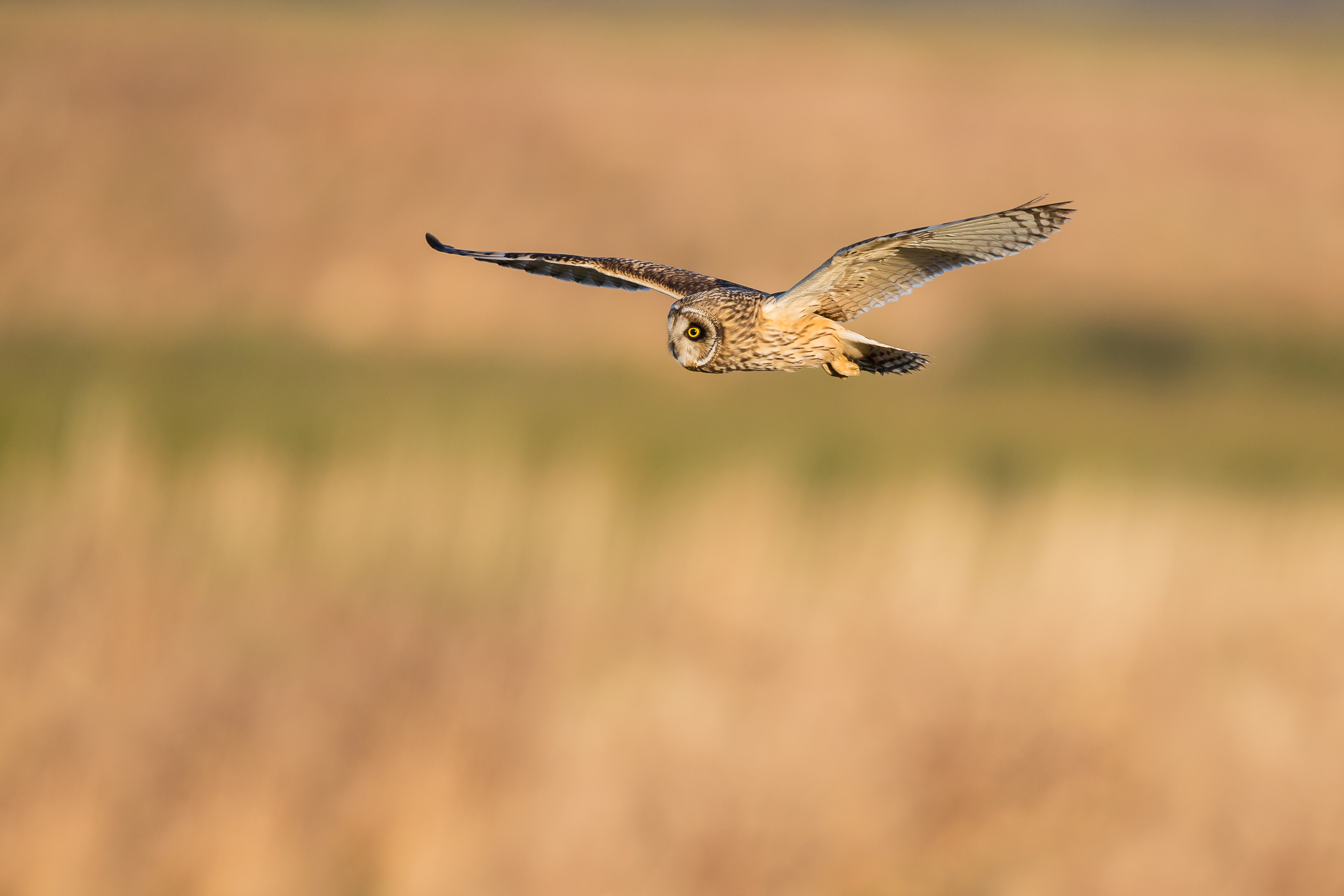 Wyoming wildlife center finds itself caring for 19 baby owls