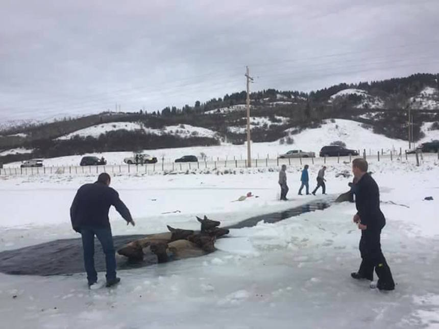 Bystanders rush to save elk that fell through ice on Wyoming reservoir