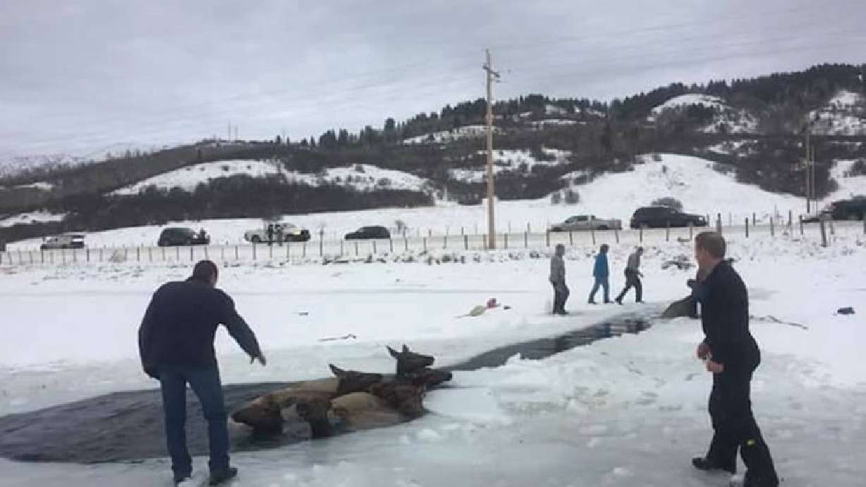 Bystanders rush to save elk that fell through ice on Wyoming reservoir