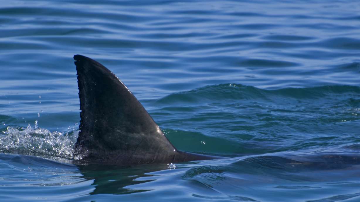 How cold is it? It's so cold that sharks are dying