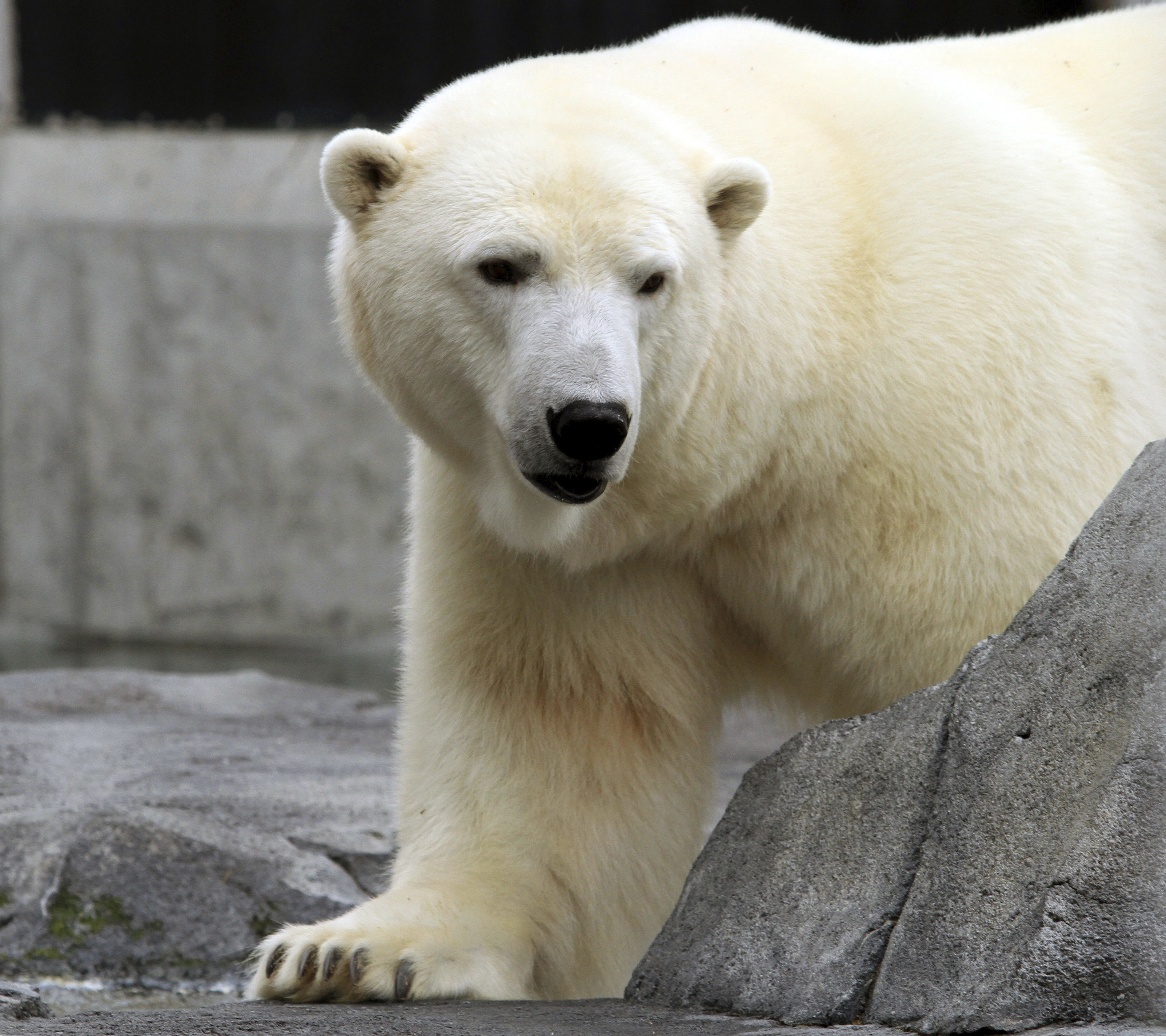 Polar bear Ahpun dies after nearly 20 years at Alaska Zoo