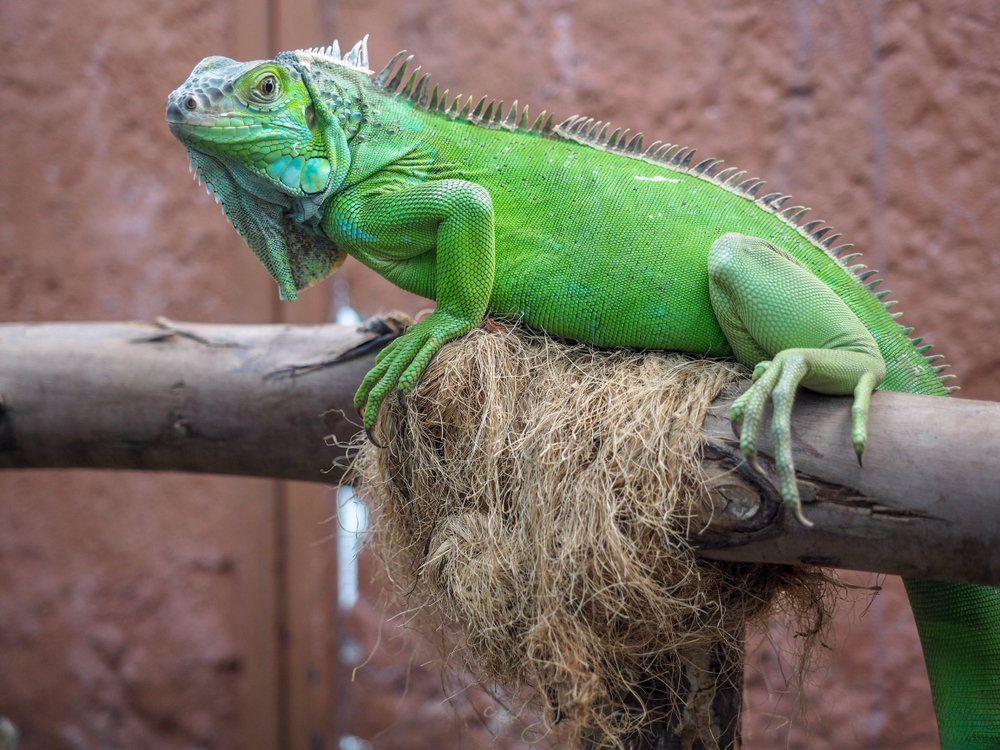 The cold is causing frozen iguanas to fall from trees in Florida