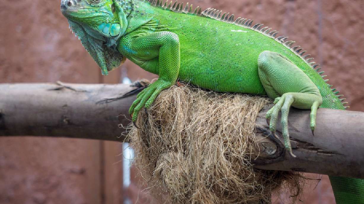The cold is causing frozen iguanas to fall from trees in Florida