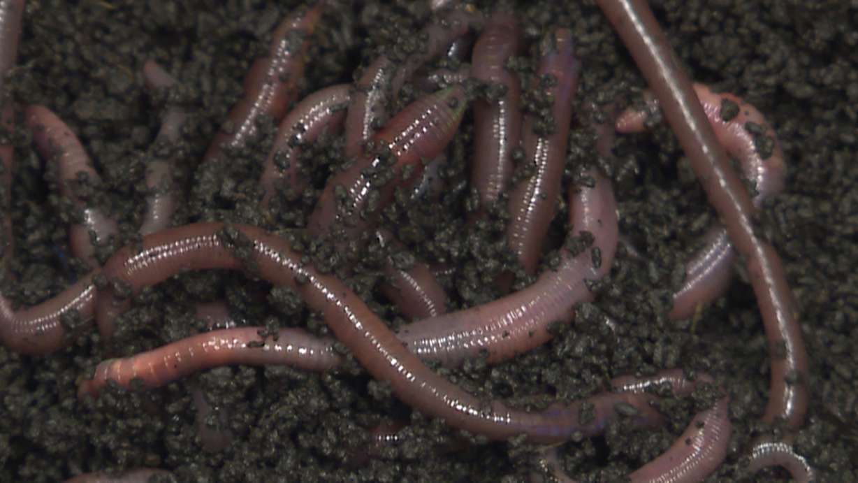 Worms wriggle in a bucket at Omni Earth in Provo on Jan. 2, 2018. (Photo: Ray Boone, KSL TV)