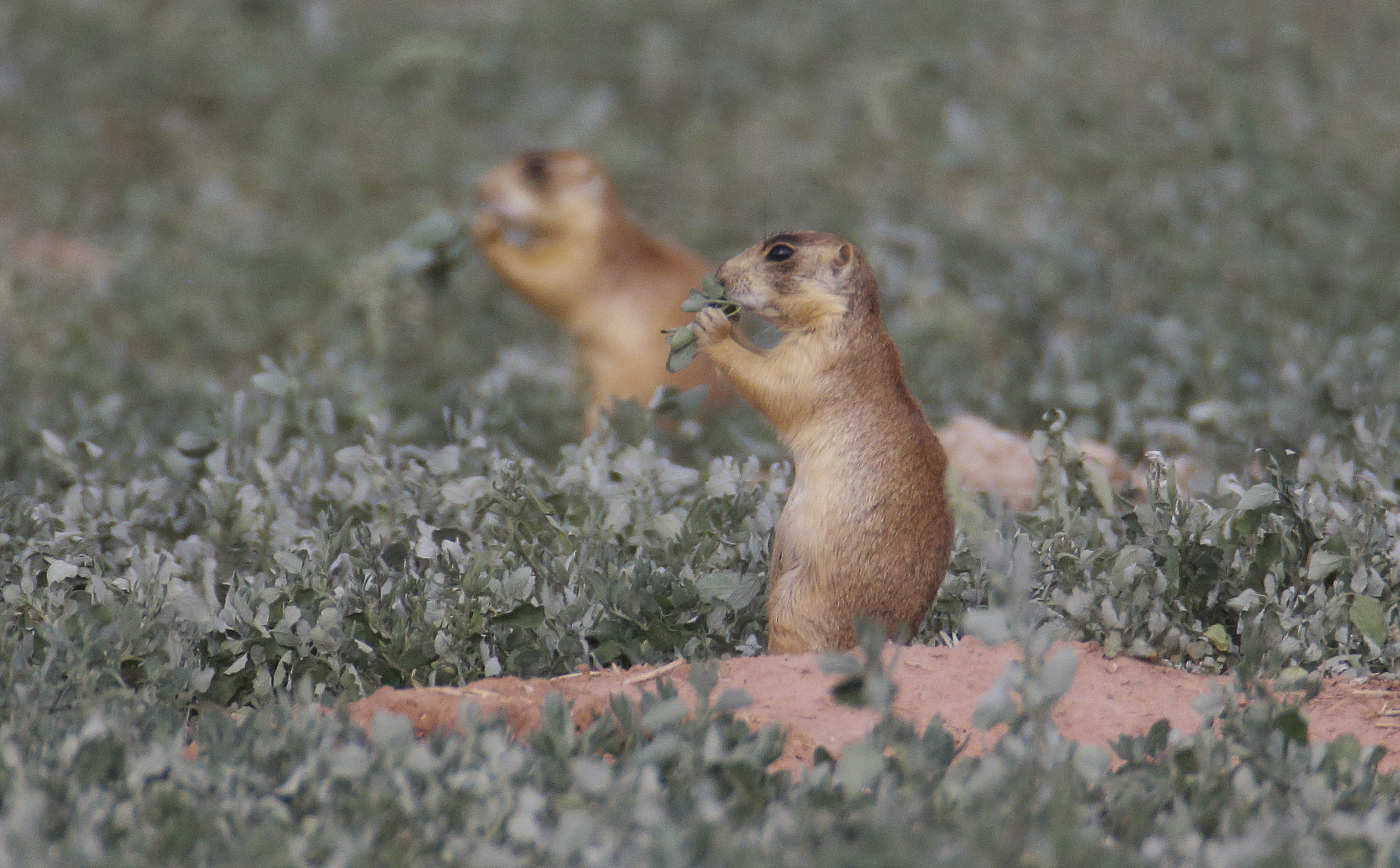 US Supreme Court won't hear prairie dog protections lawsuit