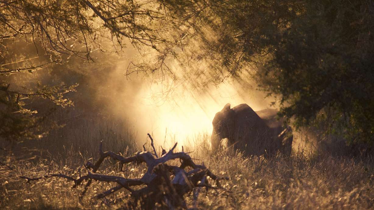 African elephant, hippo, rhino populations shrink in wartime