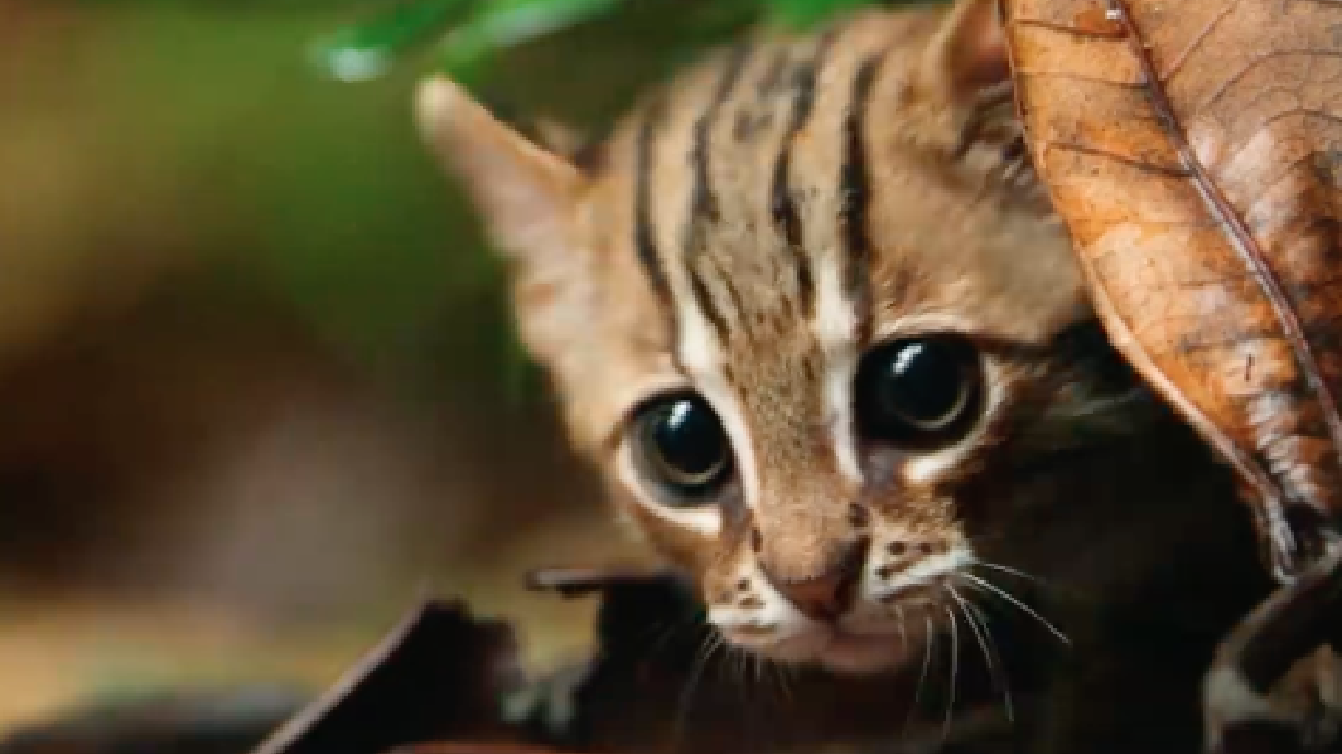 Have You Seen This? World’s smallest cat will win your heart