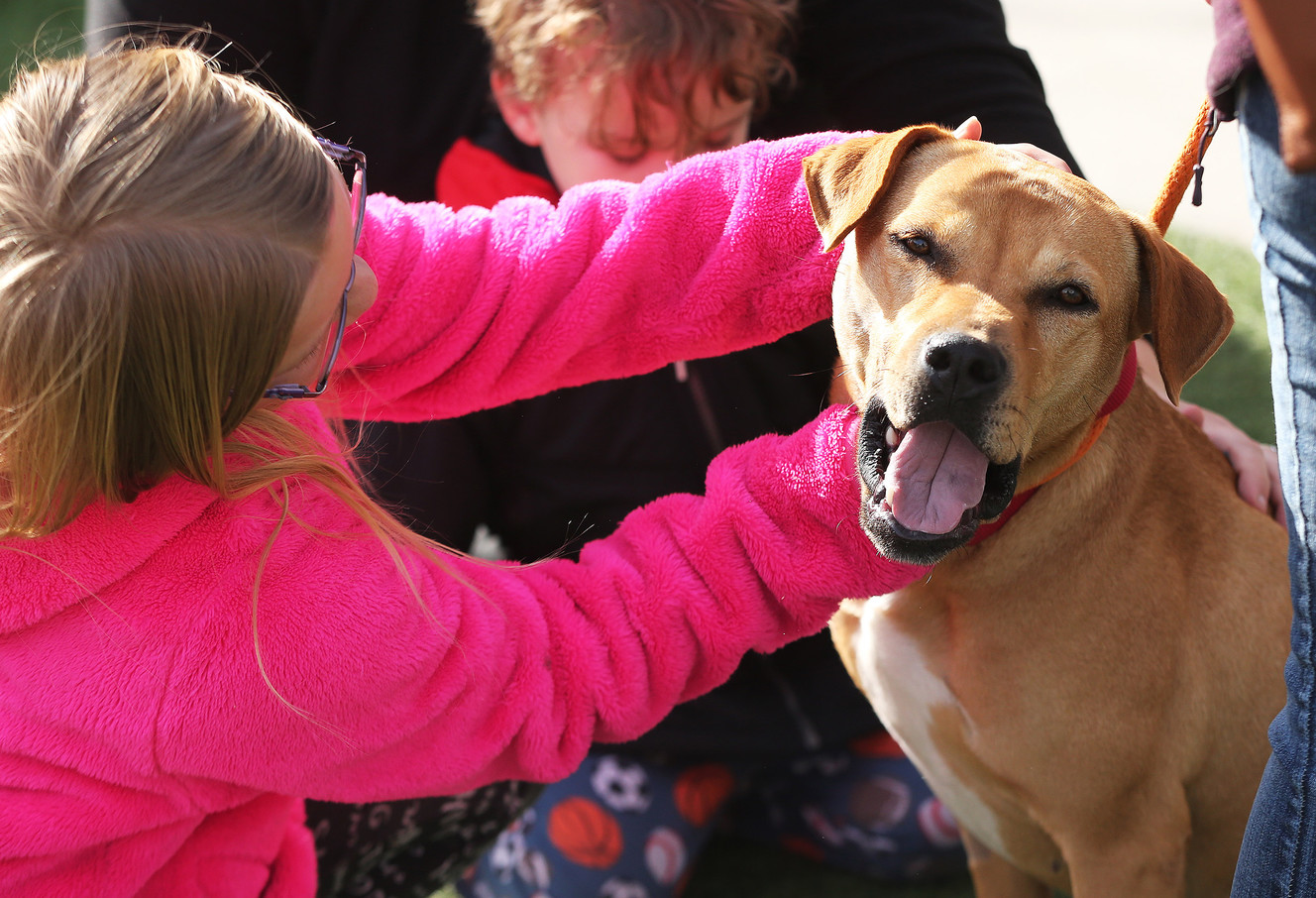 Animal-lovers in Utah aim to save all the homeless pets
