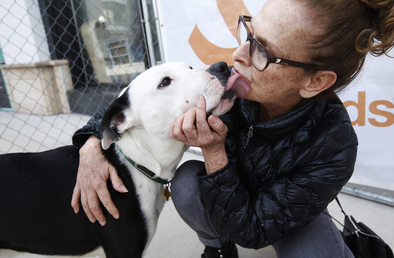Tarry Hueffmeier gets a kiss during the Save Them All Saturday adoption event at The Gateway in Salt Lake City on Saturday, Jan. 13, 2018. (Photo: Jeffrey D. Allred, KSL)