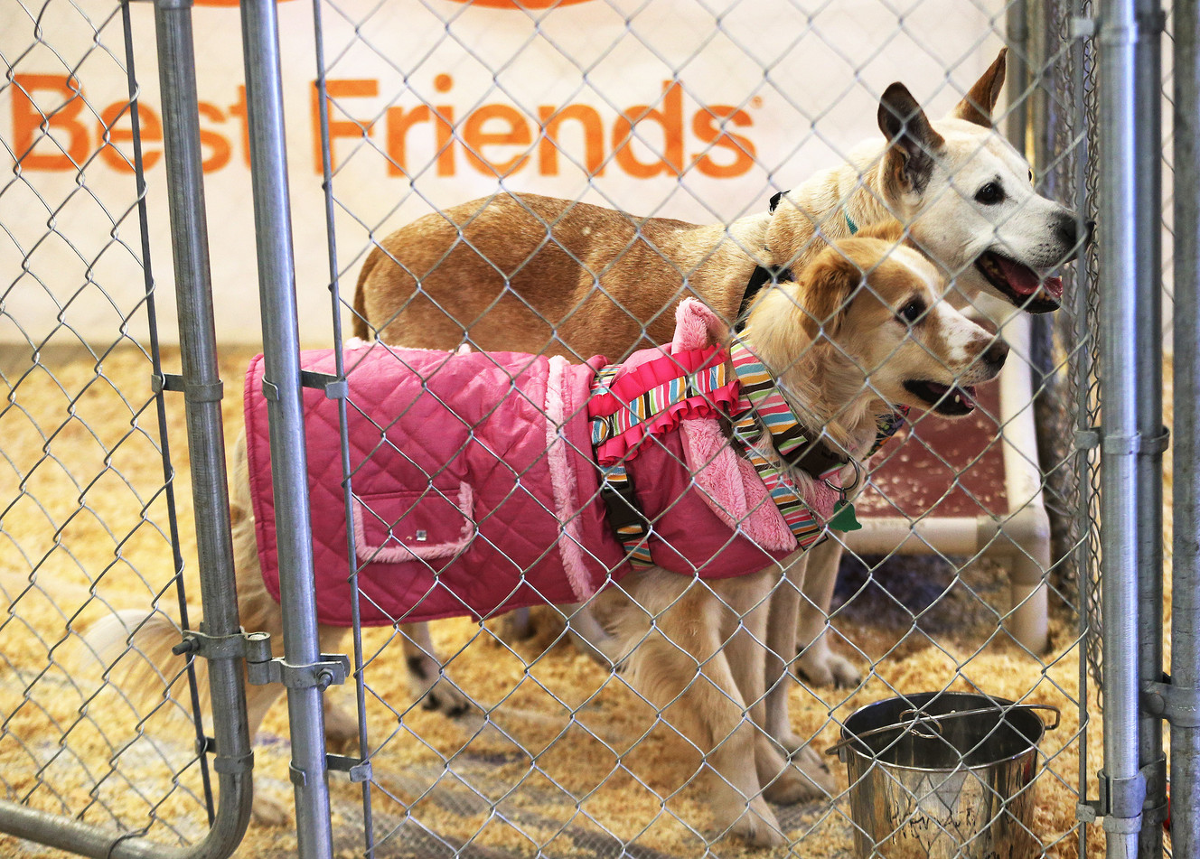 Dogs wait to be adopted during the Save Them All Saturday adoption event at The Gateway in Salt Lake City on Saturday, Jan. 13, 2018. (Photo: Jeffrey D. Allred, KSL)