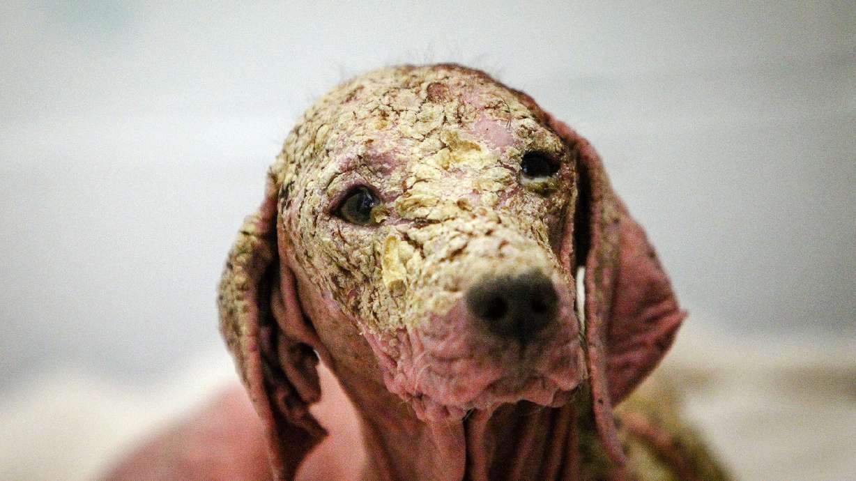 Formerly hairless dog reunites with man who rescued her in Salt Flats a year later