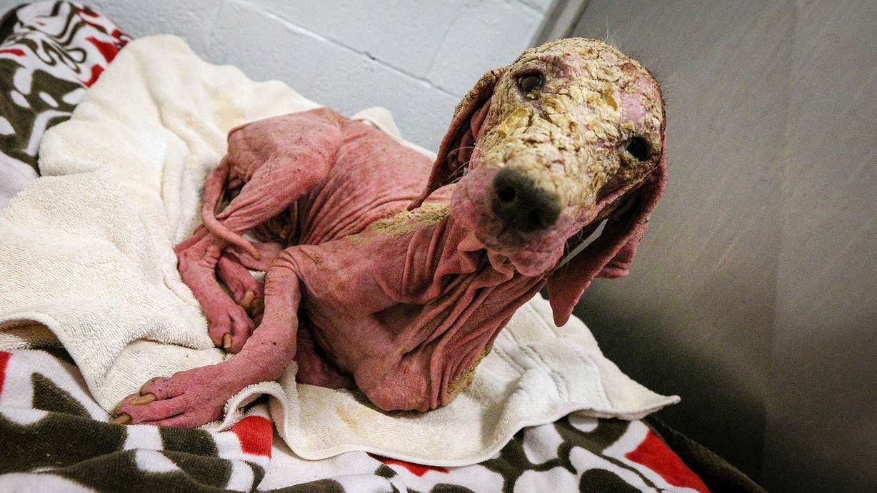 Dog named Kelly found wandering out in the Bonneville Salt Flats is recouping at the Utah Animal Adoption Center in Salt Lake Tuesday, Jan. 16, 2018. (Photo: Adam Fondren, KSL)