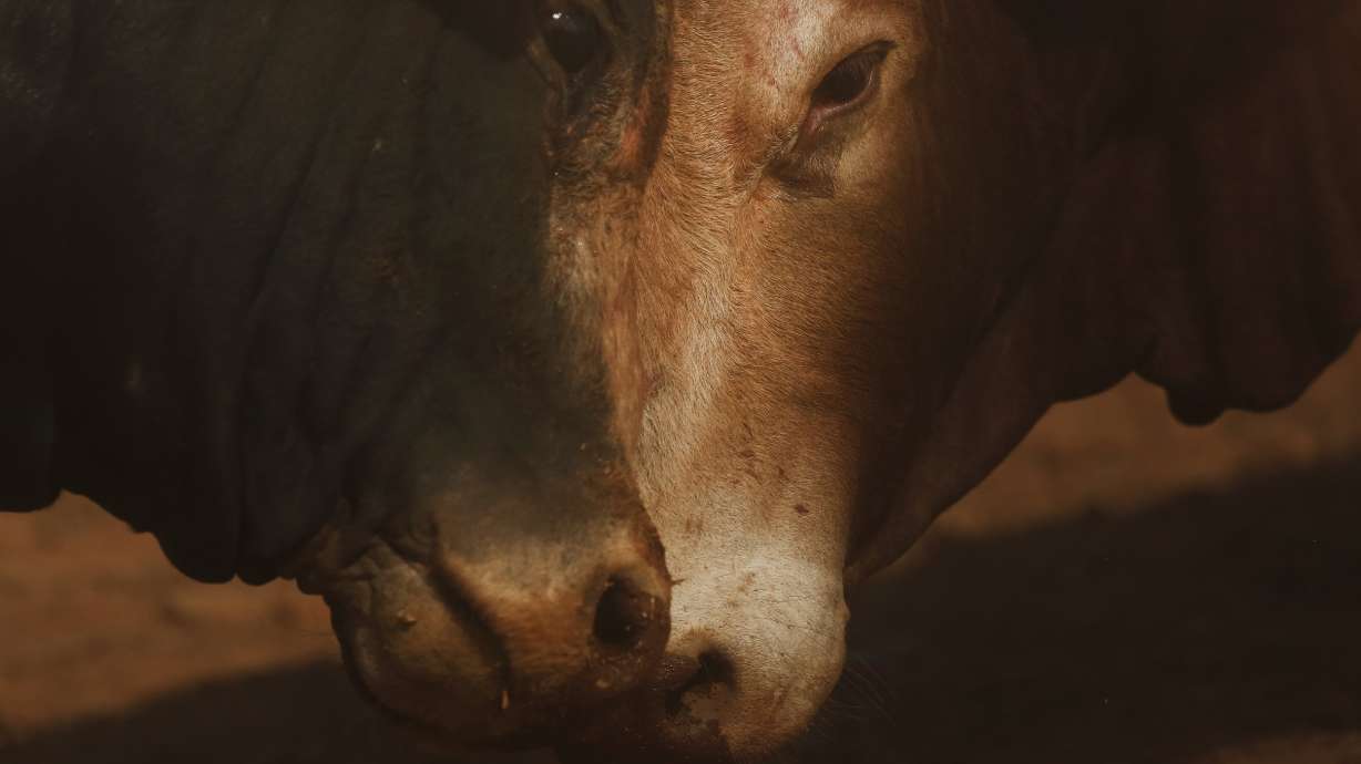 AP Photos: Bulls pampered a year fight for a day in Nepal