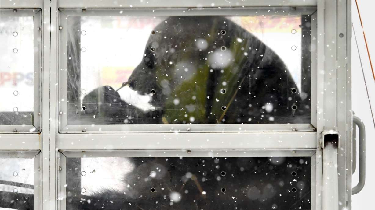 Pair of Chinese giant pandas get snowy welcome in Finland