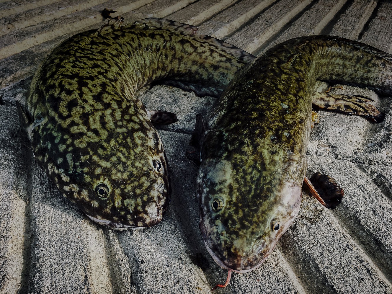 What to know about the annual Burbot Bash ice fishing tournament