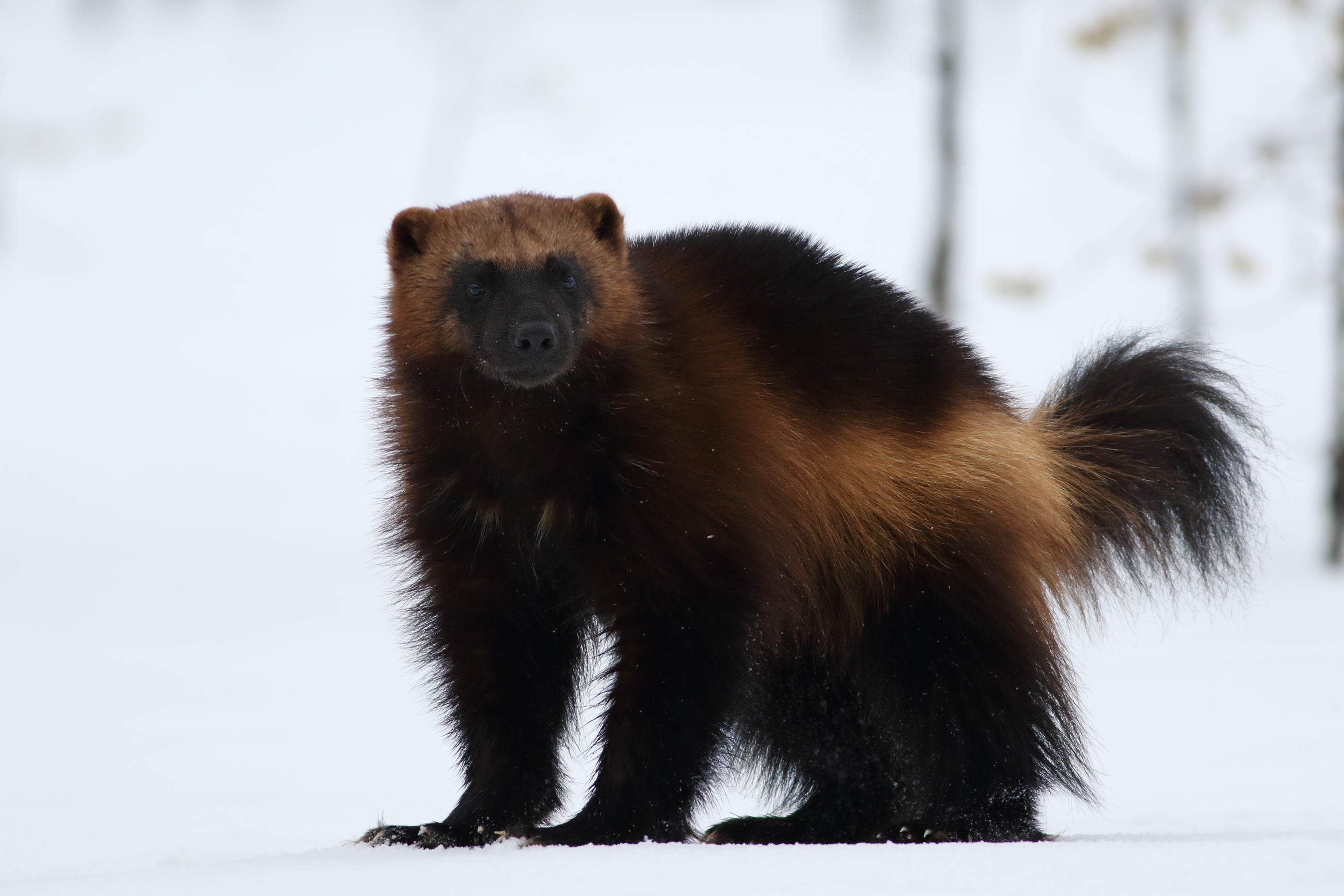 Group wants lethal traps banned in Idaho wolverine habitat