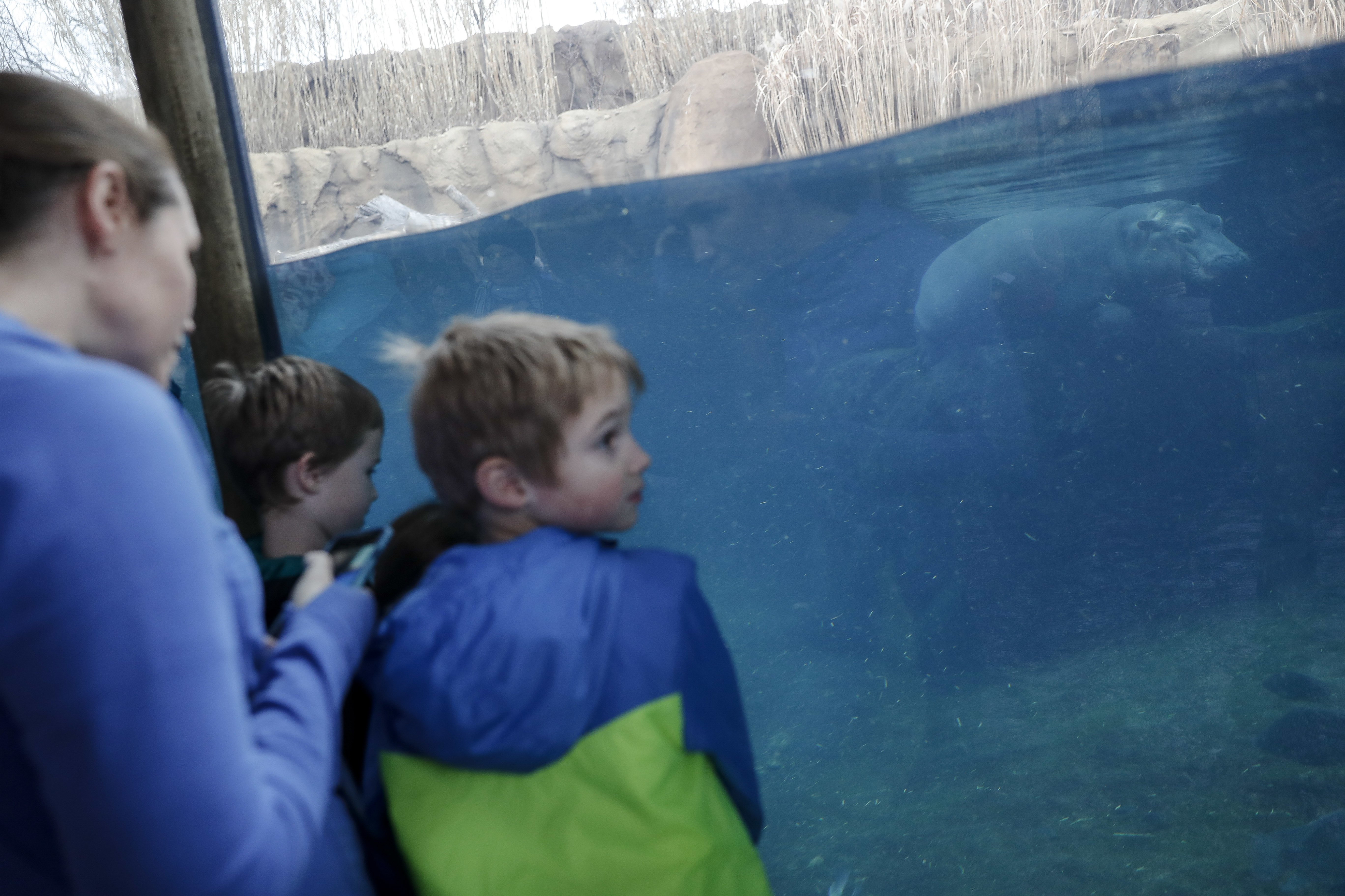 Hippo-y birthday to Fiona! The popular preemie is turning 1