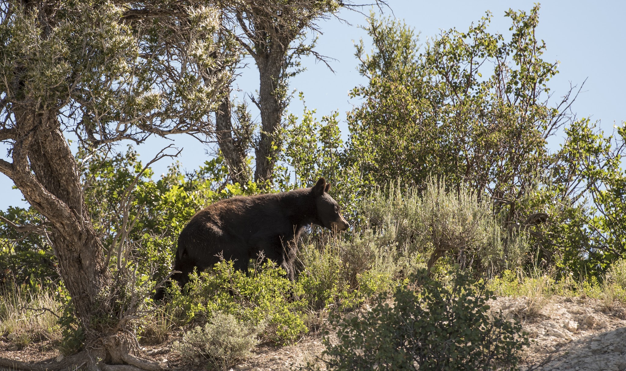 Wildlife board approves more black bear permits for 2018 hunt
