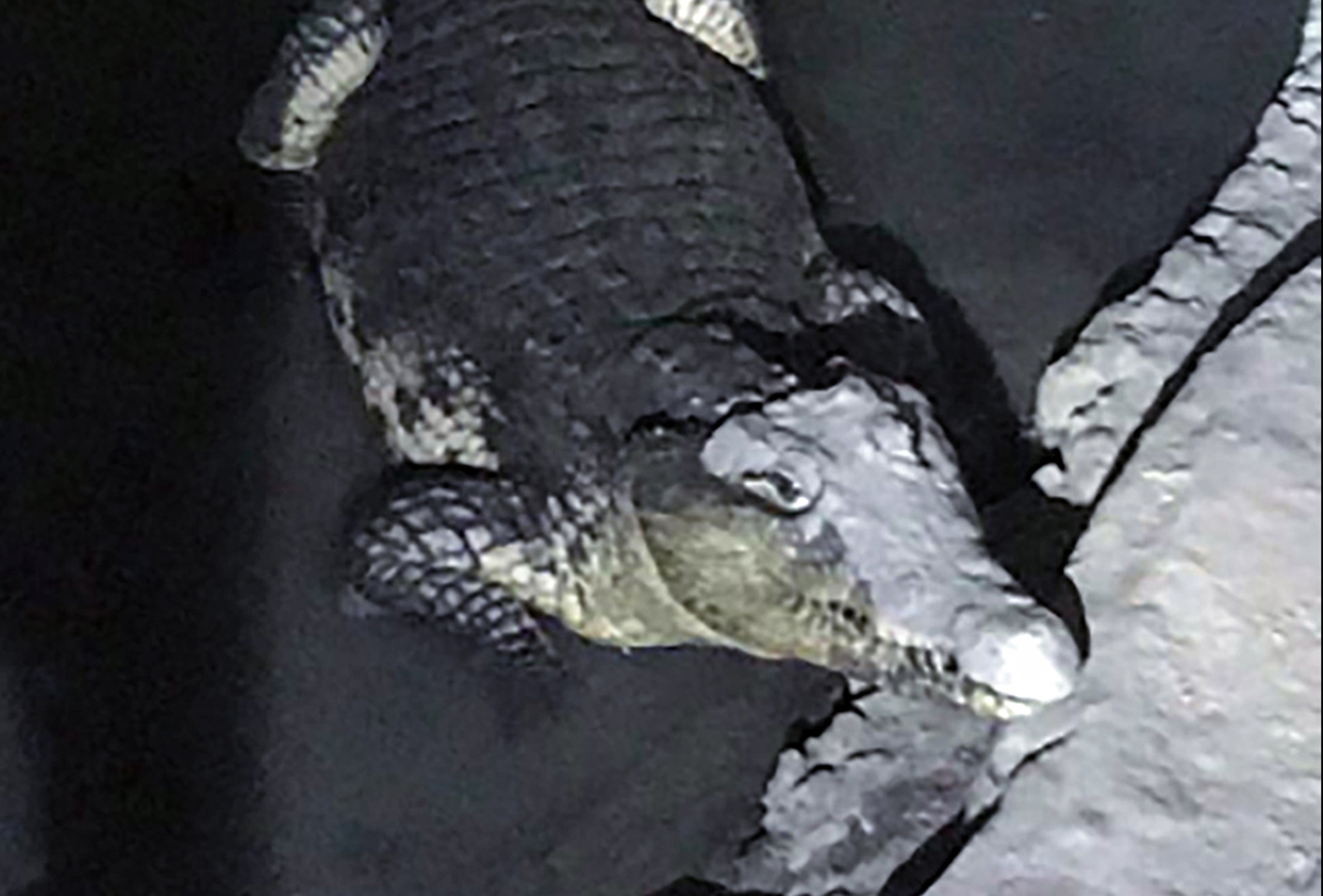 Russian police face the unexpected: crocodile in basement