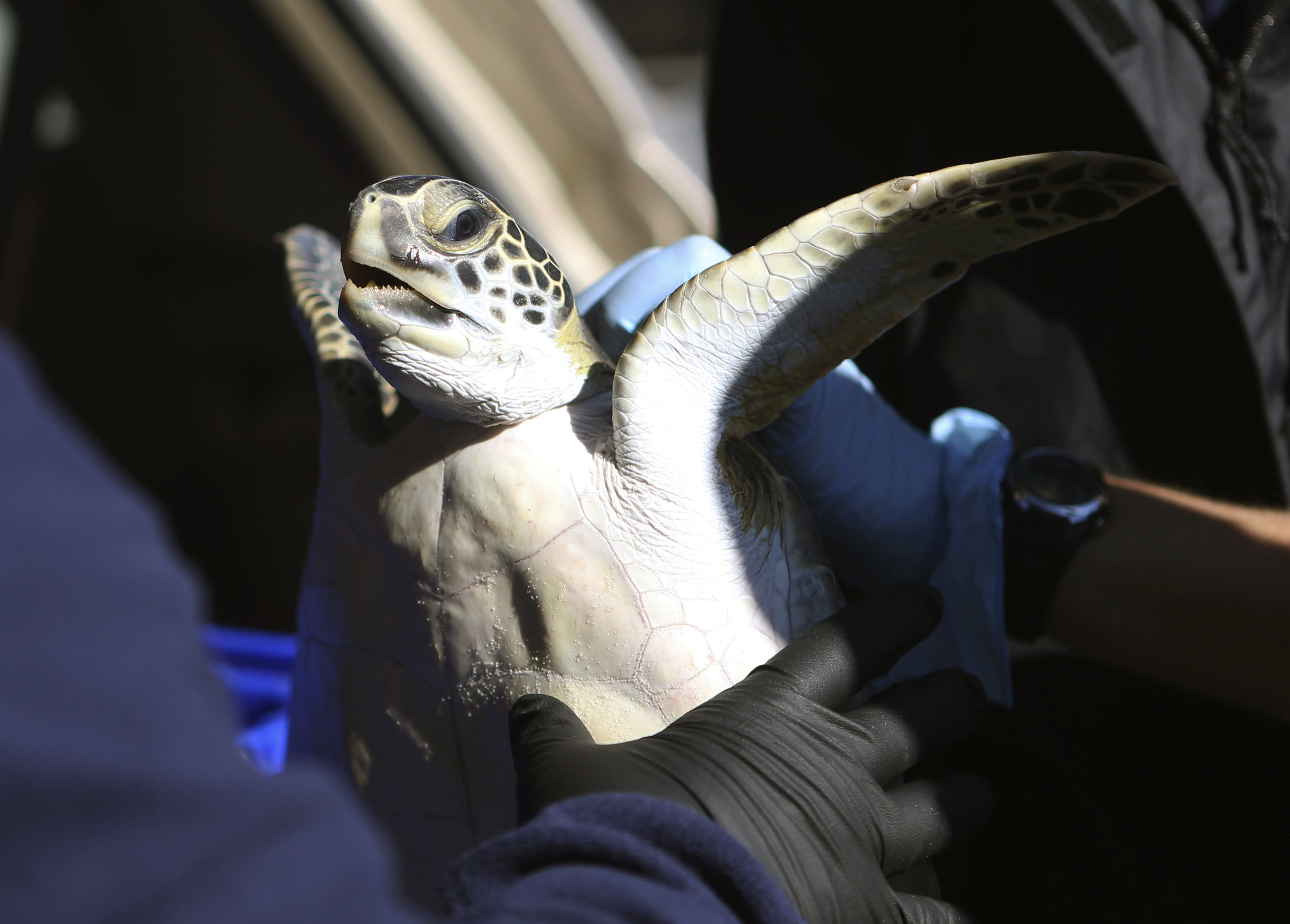 More than 1K cold-stunned sea turtles found in Florida bay