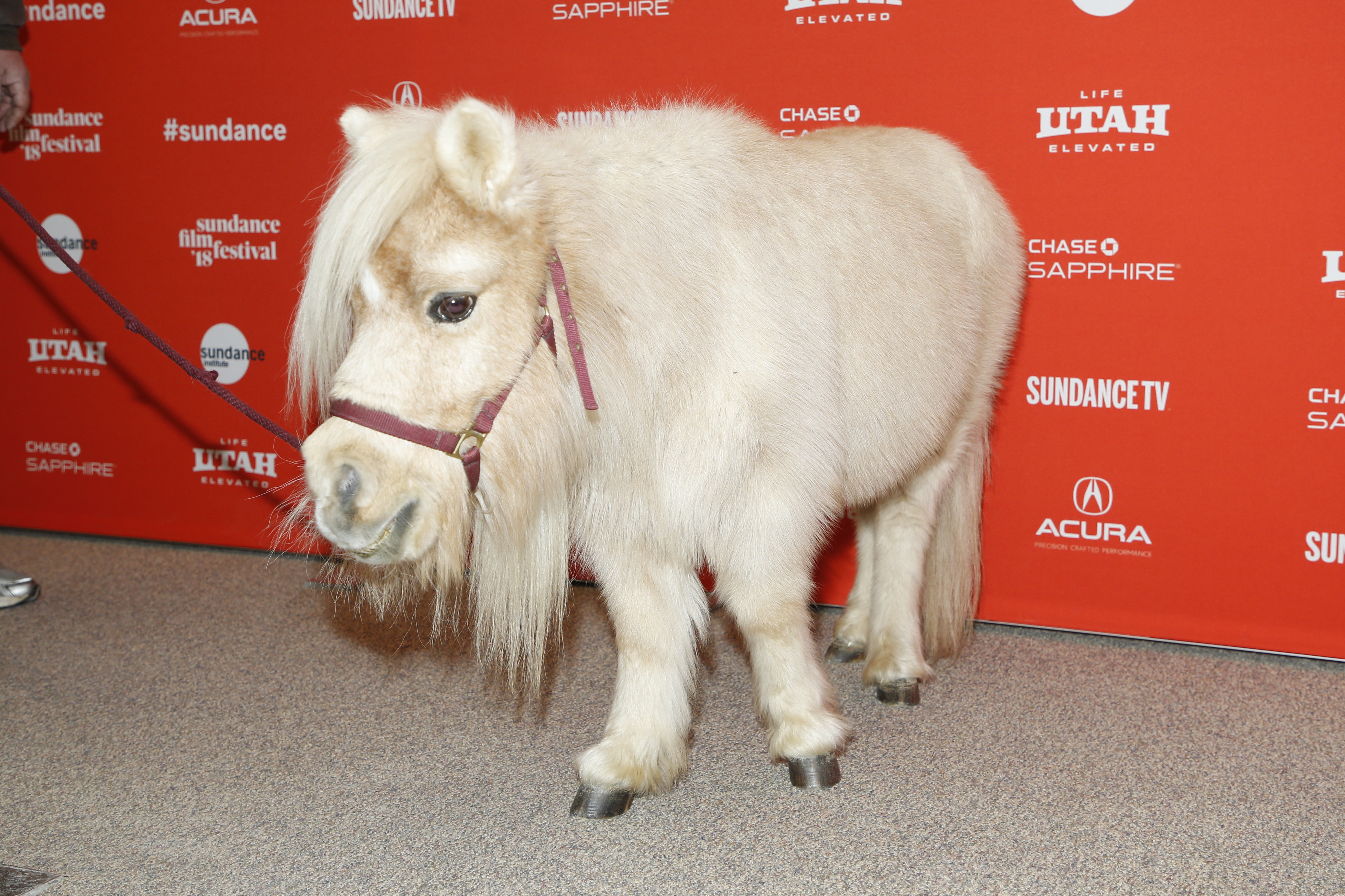 A Miniature horse named Daisy, who appears in the film as a character named Butterscotch, poses at the premiere of "Damsel" during the 2018 Sundance Film Festival on Tuesday, Jan. 23, 2018, in Park City, Utah. (Photo by Danny Moloshok/Invision/AP)