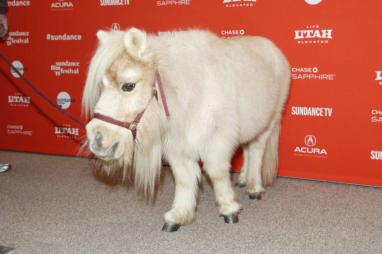 A Miniature horse named Daisy, who appears in the film as a character named Butterscotch, poses at the premiere of "Damsel" during the 2018 Sundance Film Festival on Tuesday, Jan. 23, 2018, in Park City, Utah. (Photo by Danny Moloshok/Invision/AP)