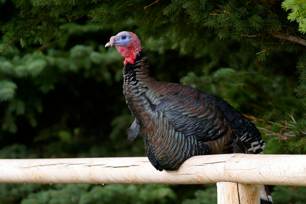 If you plan on hunting in Idaho this year, here are the new rules