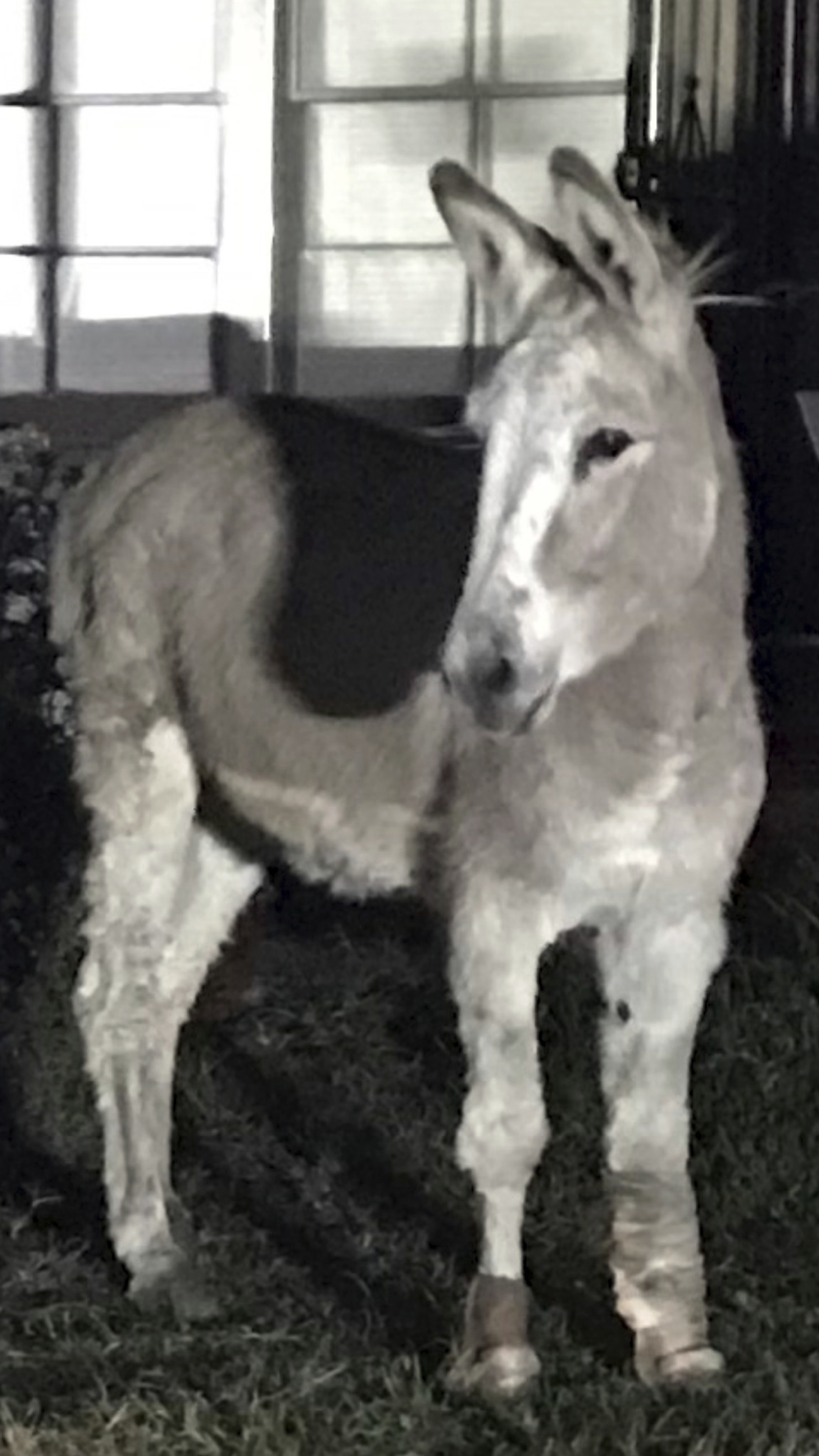 Police corral urban herd after midnight Los Angeles stroll