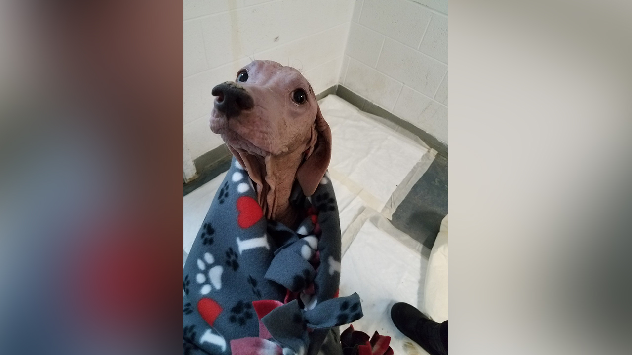 Dog found wandering Salt Flats ‘happy’ and recovering