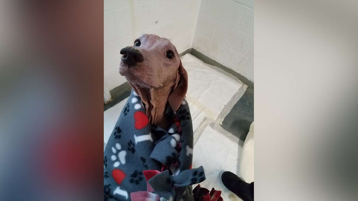 Dog found wandering Salt Flats ‘happy’ and recovering