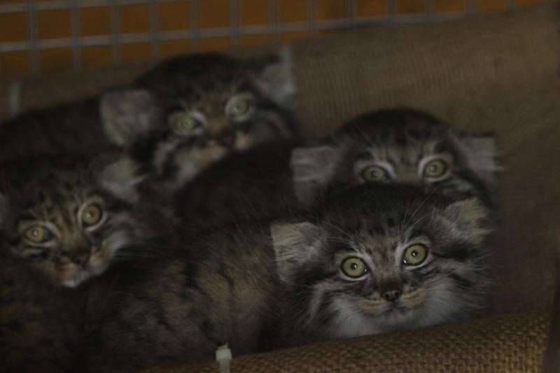 Mushu, a 10-month-old Pallas' cat described as "very shy and reserved," was discovered missing from his outdoor exhibit by zookeepers at Hogle Zoo in Salt Lake City on Sunday, Jan. 28, 2018. Mushu and his littermates were born in March 2017. (Photo: Hogle Zoo)