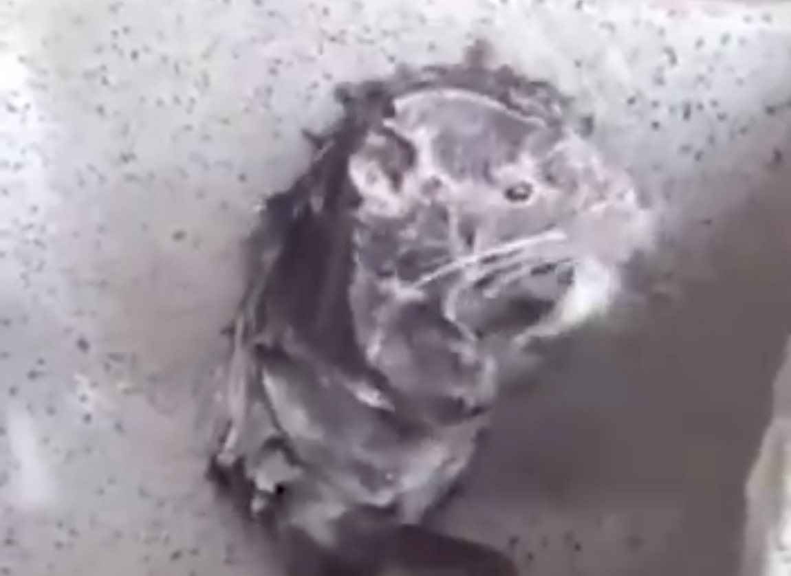 Have You Seen This? Rat takes shower like human, is now famous