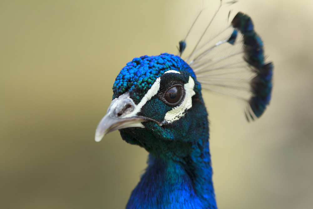 Artist, her emotional support peacock denied entry on flight