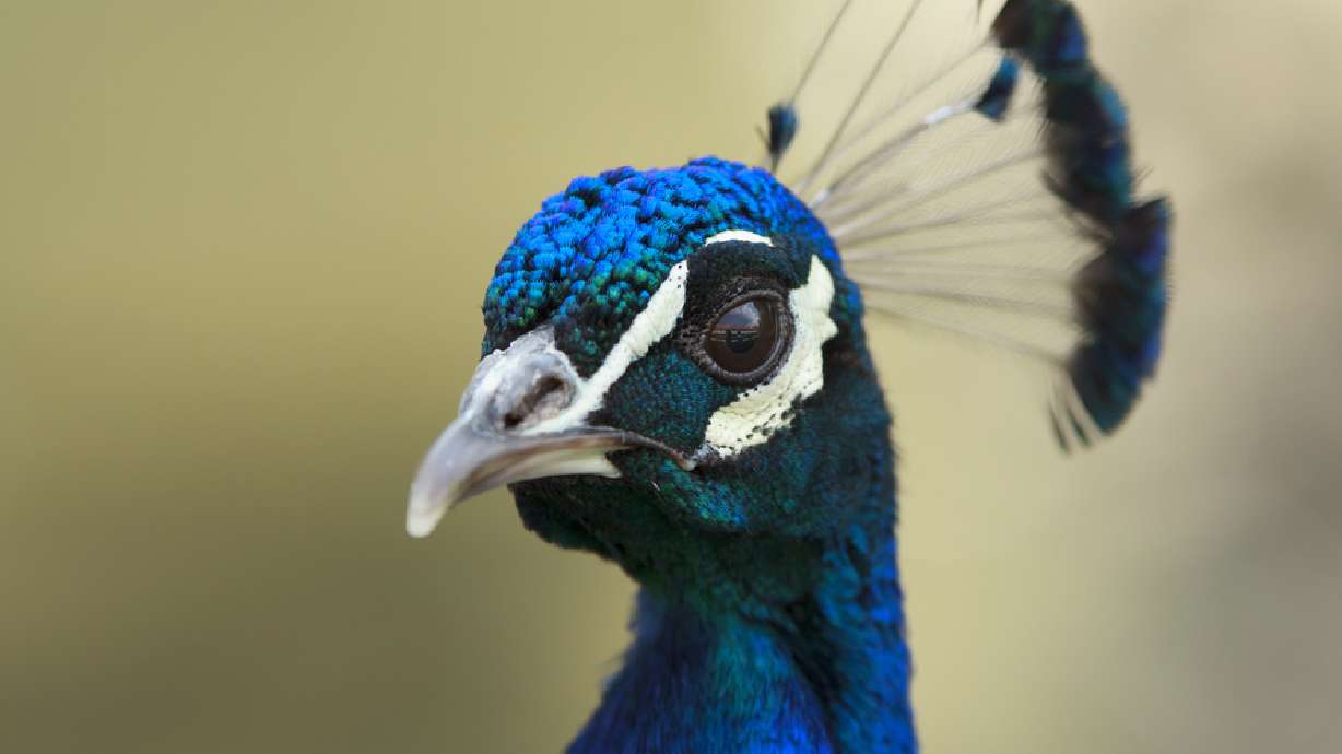 Artist, her emotional support peacock denied entry on flight