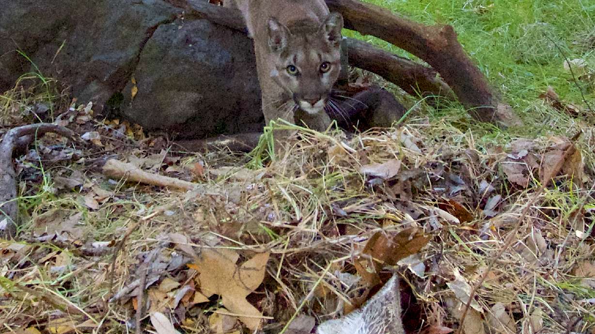 Southern California cougar in study found dead near road