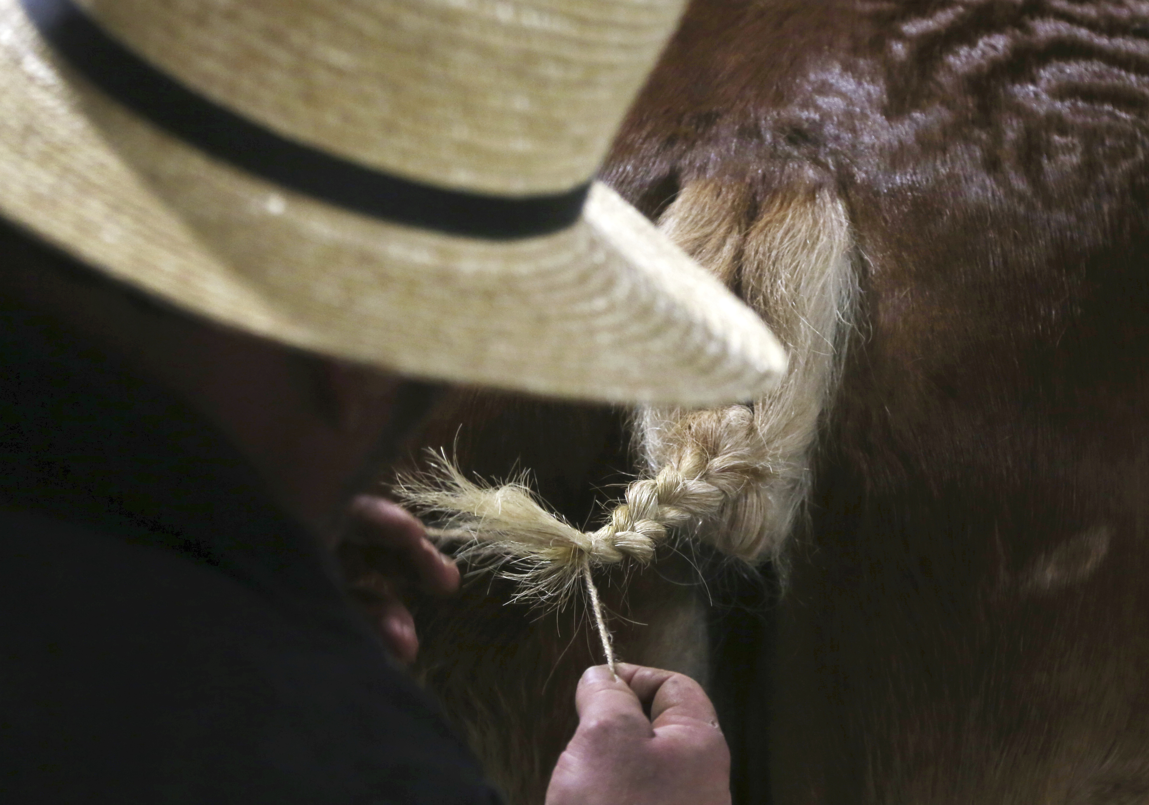Amish or not, sellers and buyers pony up at horse auction