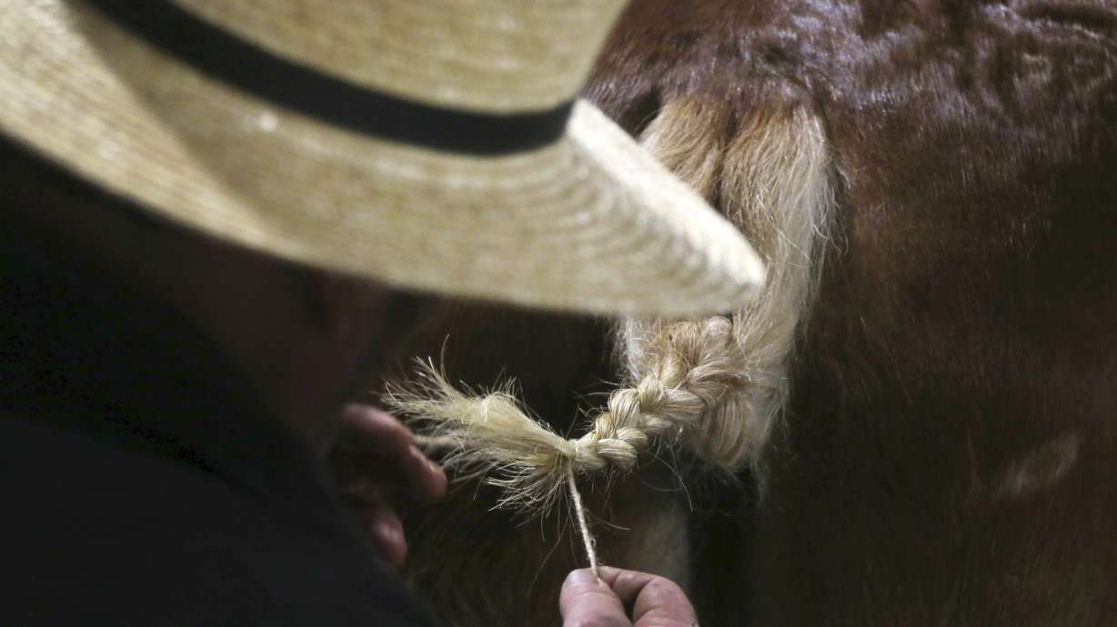 Amish or not, sellers and buyers pony up at horse auction