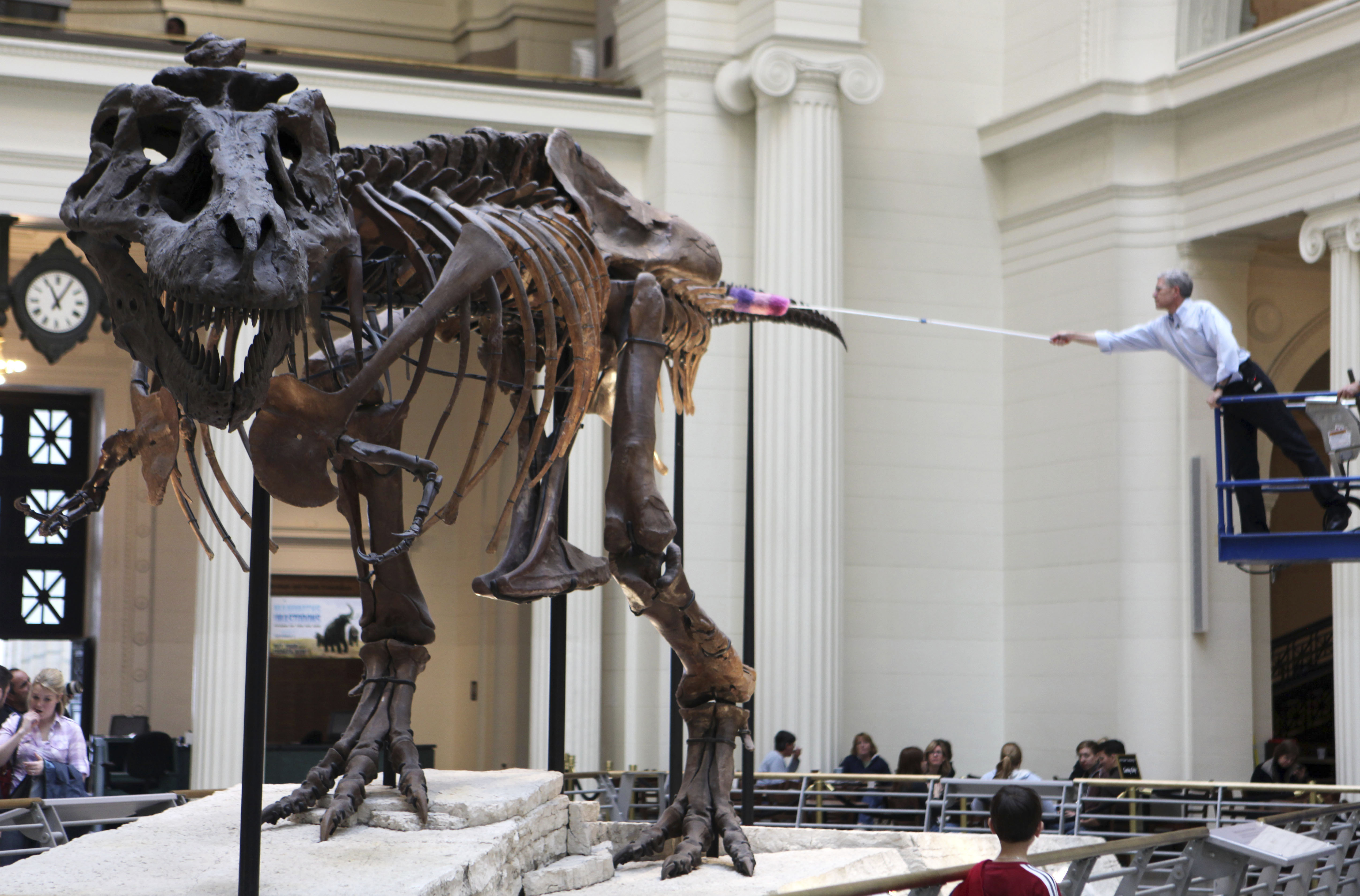 Sue, largest T. rex skeleton ever found, making a move