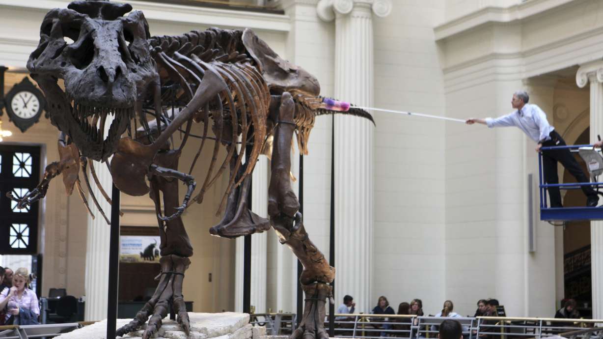 Sue, largest T. rex skeleton ever found, making a move