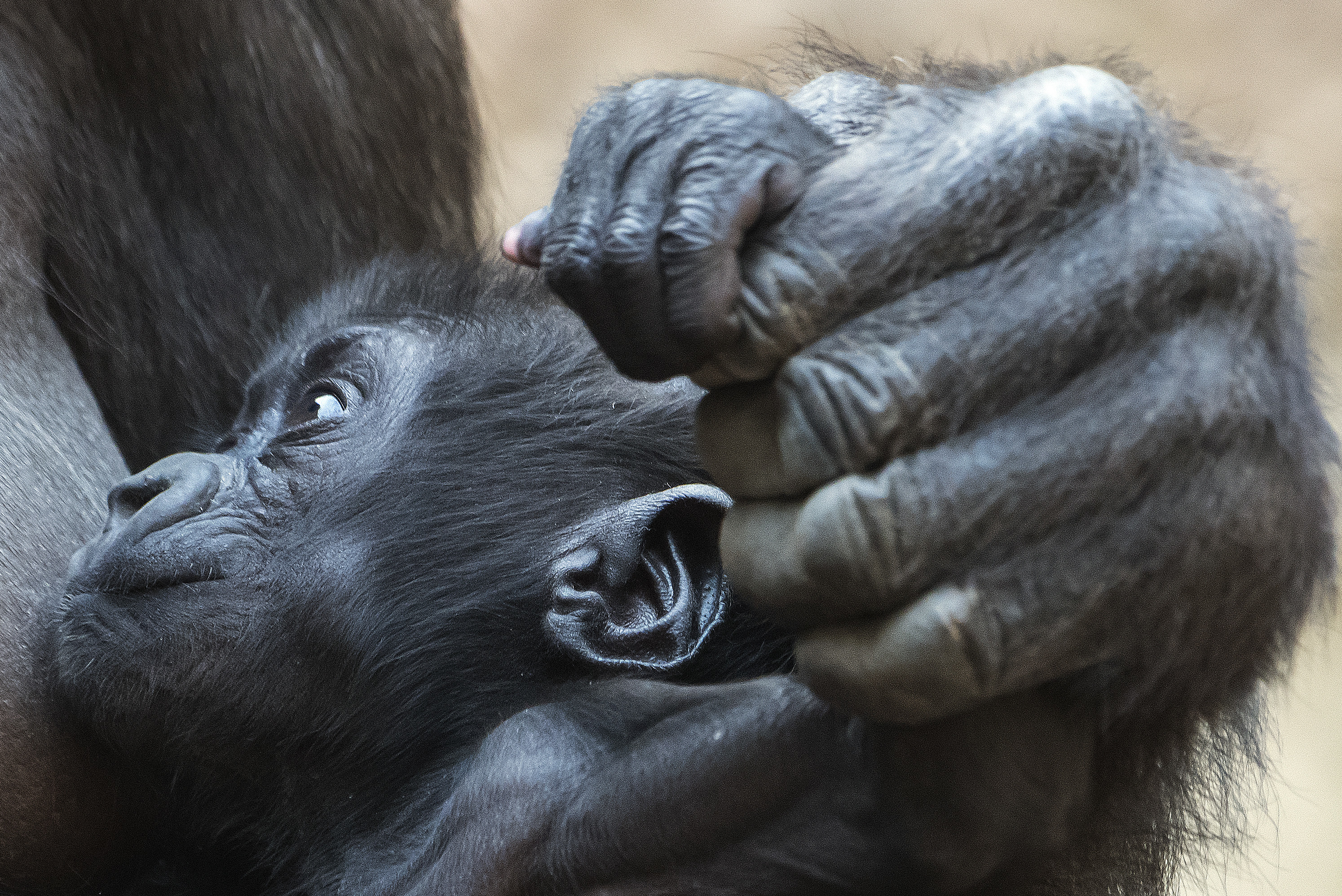 It's a boy: Gorilla baby in Leipzig Zoo named Kio