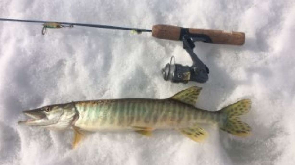 Fishing tips to help you catch huge tiger muskies